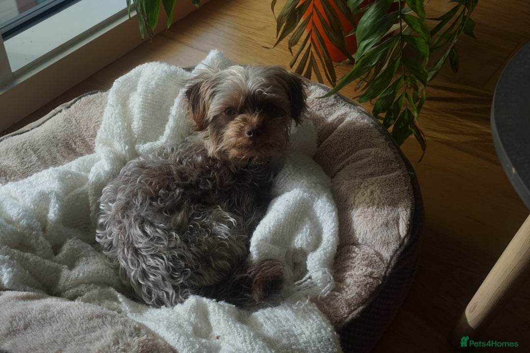 Toy Poodle dogs for stud: PROVEN Toy Poodle X Chihuahua Mix for Stud - Image 3