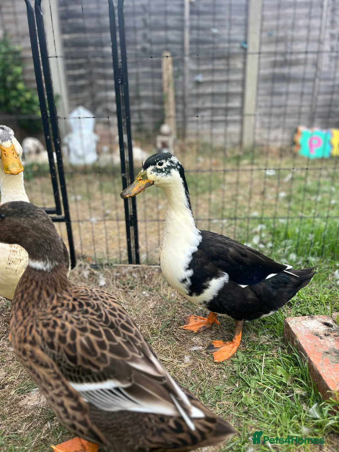 Mixed Breed birds for sale: Pekin x Silver Appleyard Ducks - Advert 5
