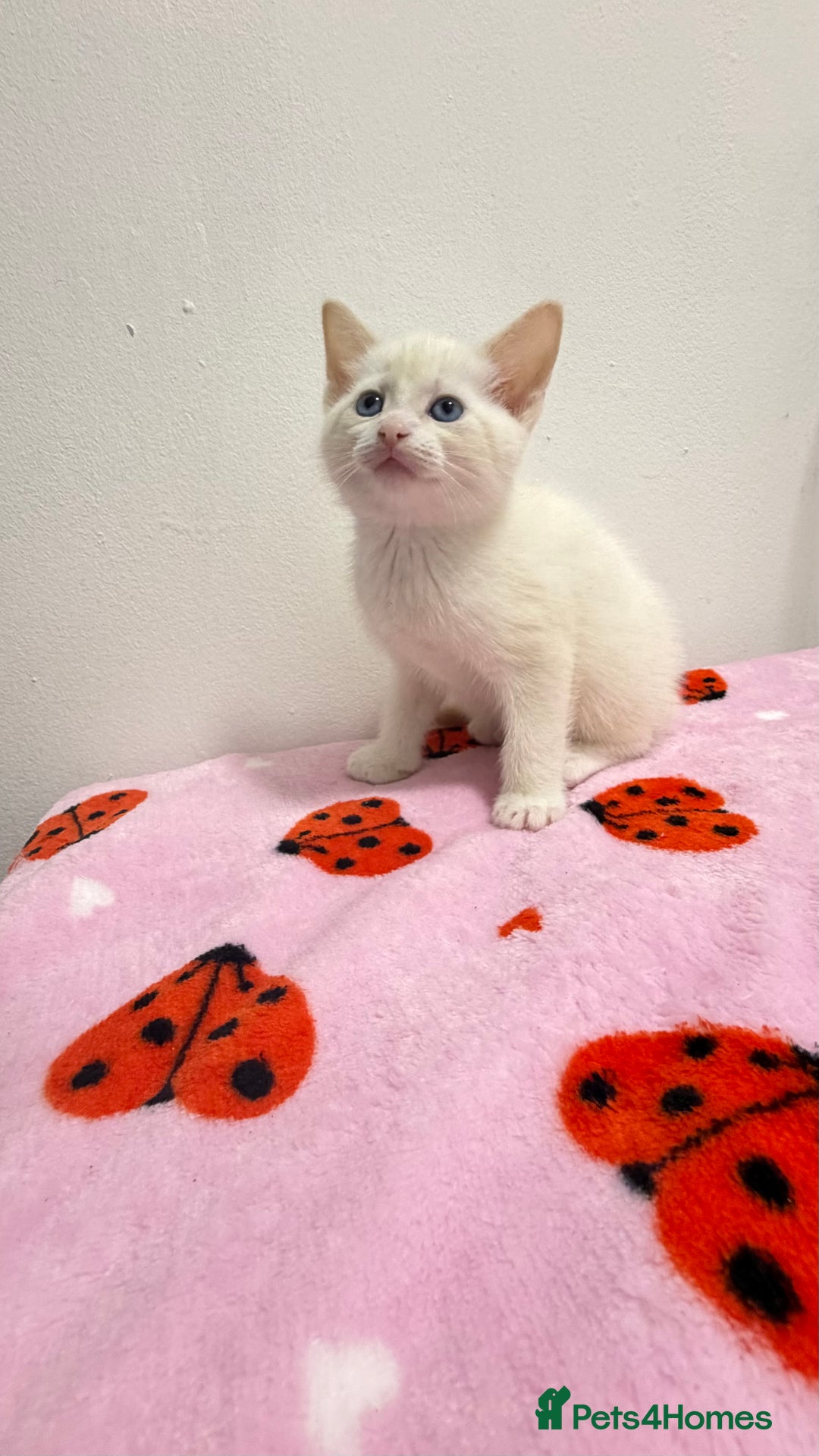 Mixed Breed cats for sale: british shorthair Cross  - Advert 1