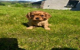 Cavalier King Charles Spaniel dogs for sale: Stunning cavalier King Charles spaniel puppies. - Image 8
