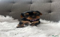 Yorkshire Terrier dogs for sale: Yorkshire Terrier puppies - Image 14