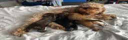 Cockapoo dogs for sale: Cockapoo pups for sale - Advert 22