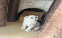 Scottish Fold cats for sale: LAST ONE - READY to LEAVE - PEDIGREE  - Image 13