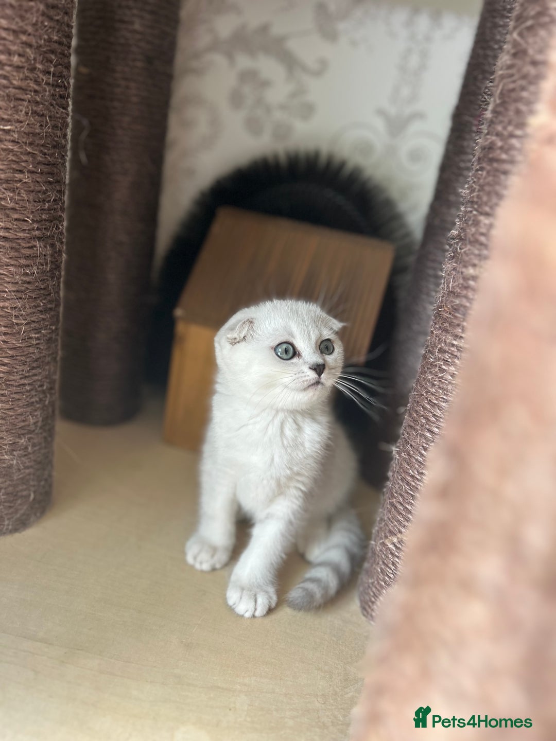 Scottish Fold cats for sale: LAST ONE - READY to LEAVE - PEDIGREE  - Image 13