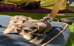 Miniature Schnauzer dogs for sale: Happy healthy miniature Schauzer puppies - Image 10