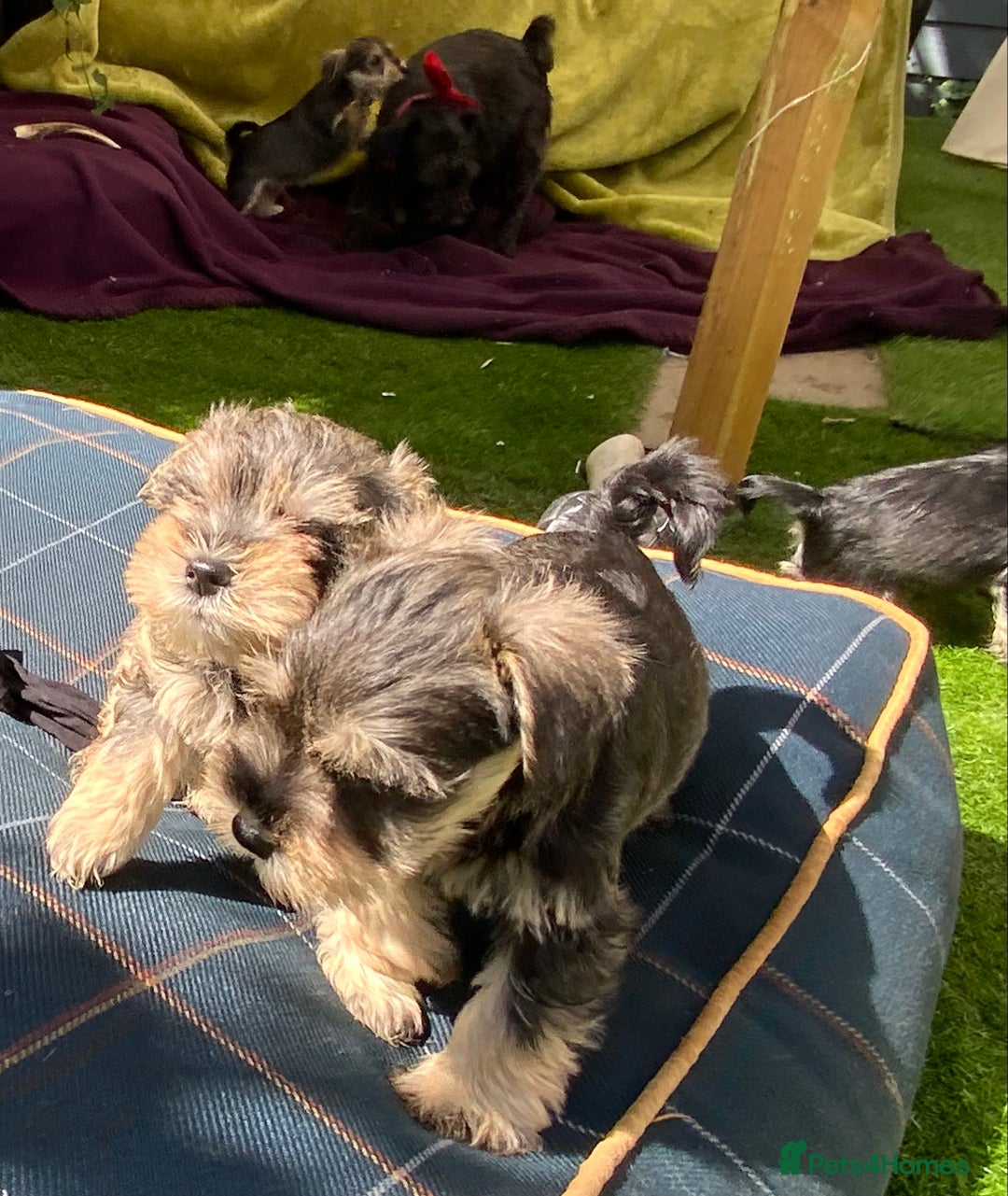 Miniature Schnauzer dogs for sale: Happy healthy miniature Schauzer puppies - Image 10