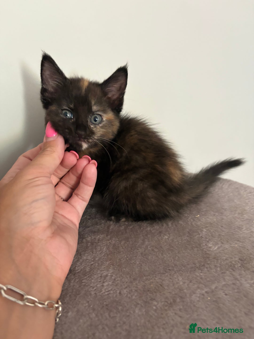 Turkish Van cats for sale: Turkish Van Mix Kittens 8 Weeks Old Ready Now! - Image 5