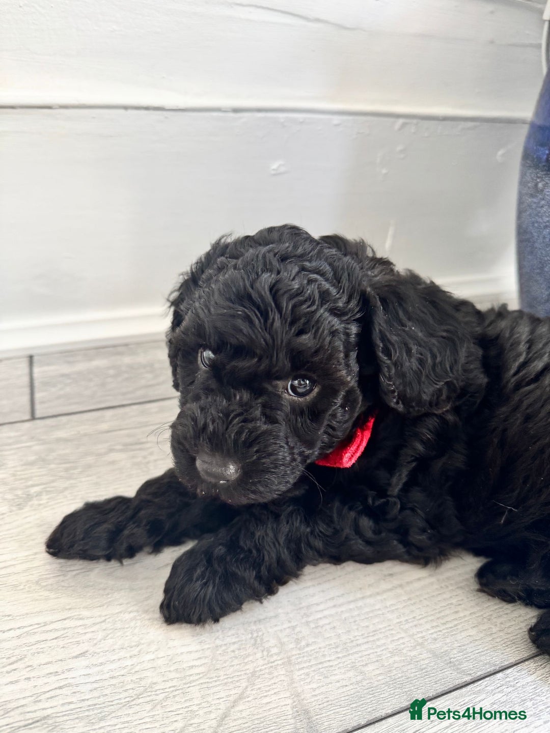 Mini Goldendoodle dogs for sale: A Bundle of Joy F1BB Mini Goldendoodle - Image 15