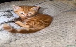 Domestic Shorthair cats for sale: Real life Garfield🤩 - Image 20