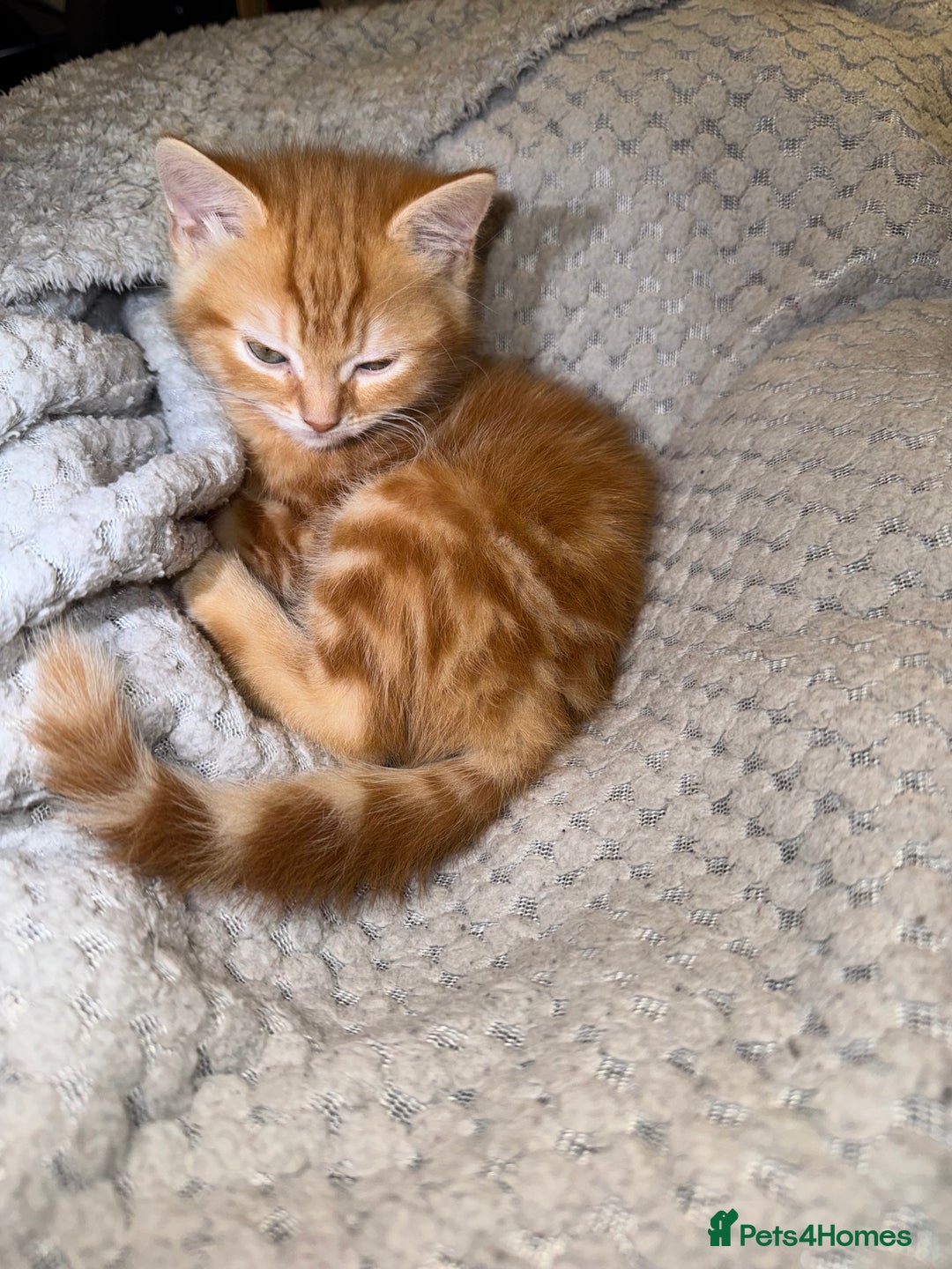 Domestic Shorthair cats for sale: Real life Garfield🤩 - Image 20