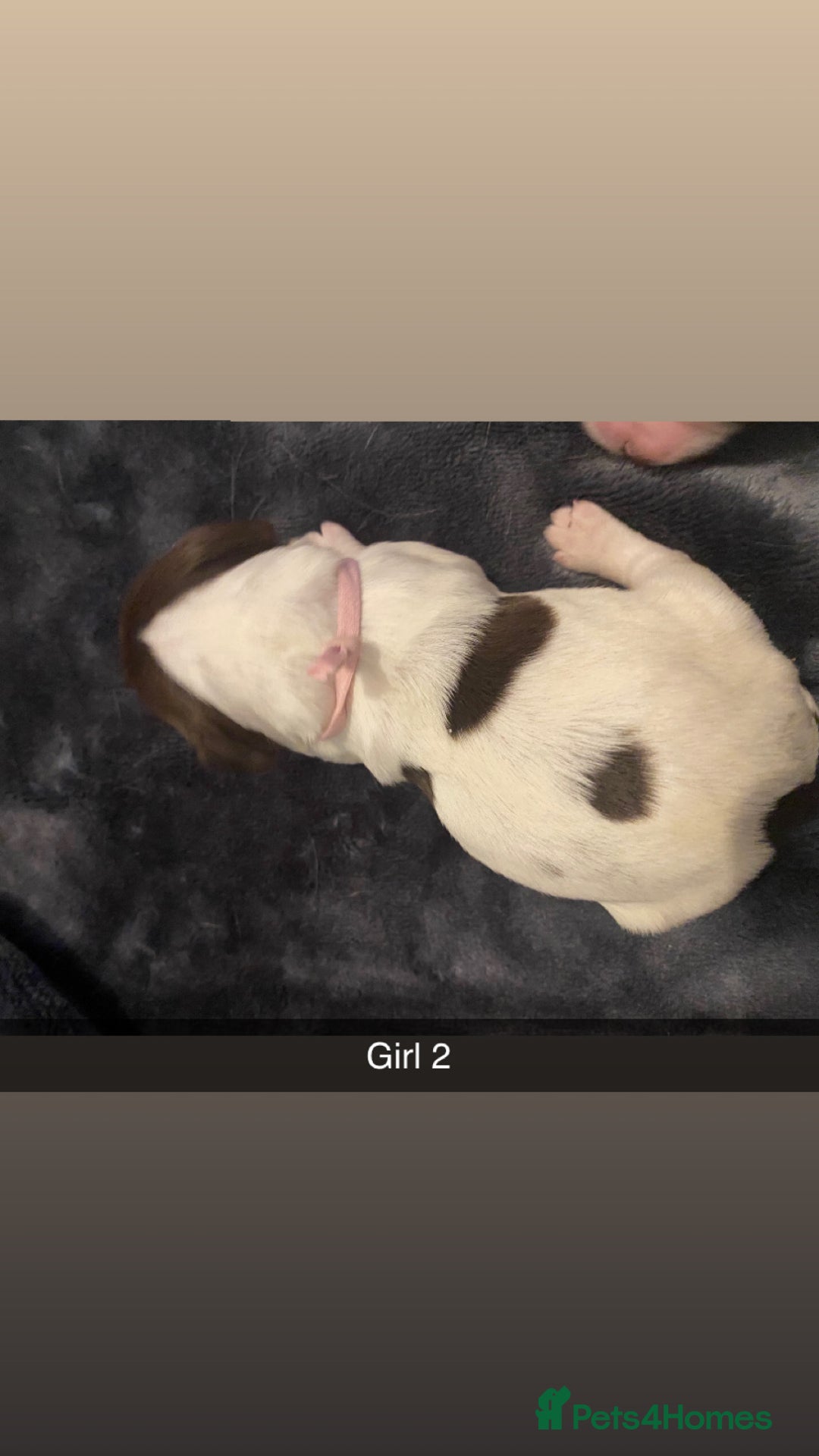 Cocker Spaniel dogs for sale: Working cocker spaniel puppies  - Advert 6