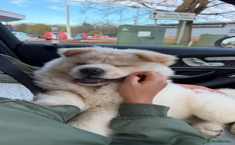 Chow Chow dogs - Advert 1