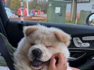 Chow Chow dogs Adorable puppy Elsa’s ready for her Forever Home! - Advert 7