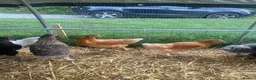 Chickens poultry for sale: Point of lay hybrid pullets (hens) - Advert 13