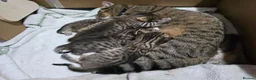 Mixed Breed cats for sale: British Shorthair mix kittens  - Advert 2