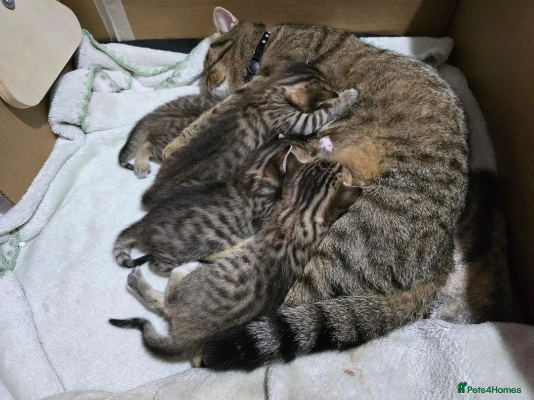 Mixed Breed cats for sale: British Shorthair mix kittens  - Advert 2