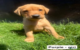 Labrador Retriever dogs for sale: Ready to leave - KC Fox Red Labrador puppies - Image 15