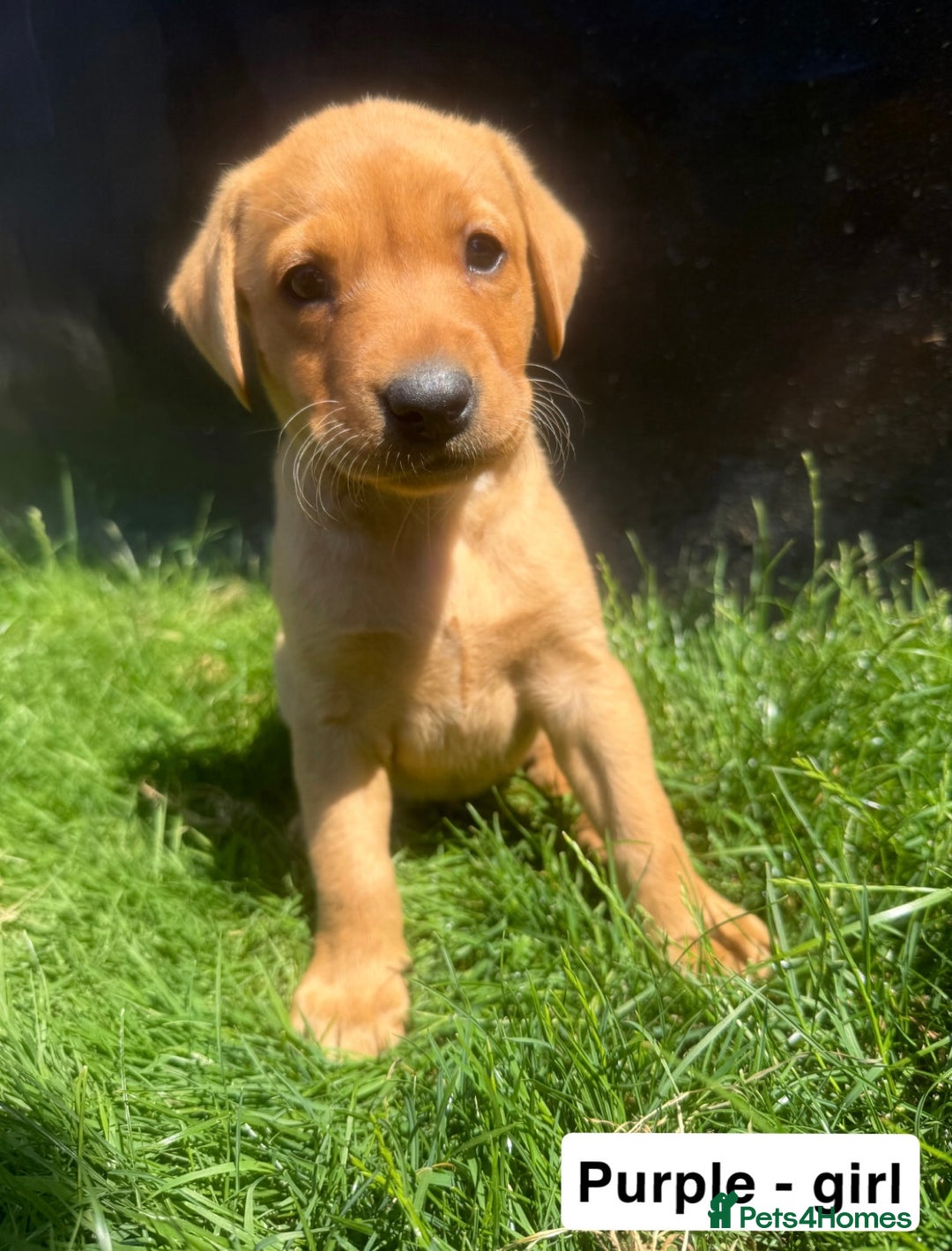 Labrador Retriever dogs for sale: Ready to leave - KC Fox Red Labrador puppies - Image 15