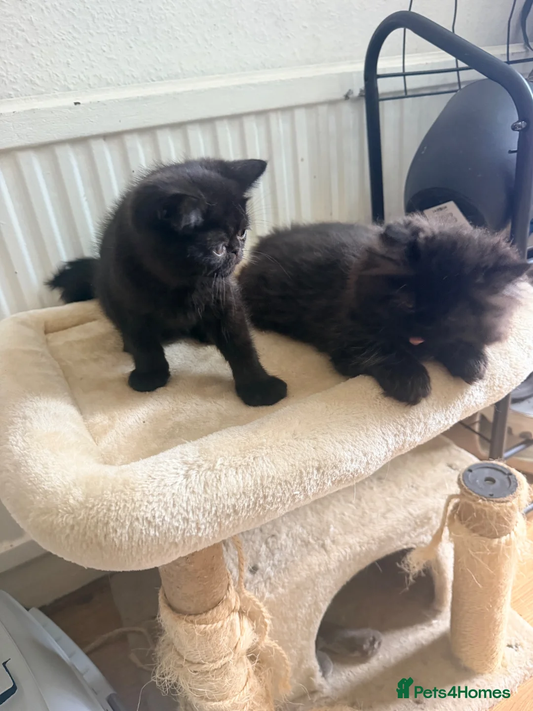 Mixed Breed cats for sale: Mixed breed - Advert 1