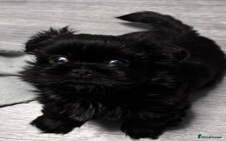 Shih Tzu dogs for sale: Standard Shih Tzu puppies  - Image 3