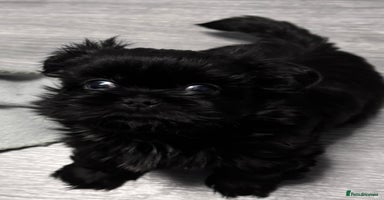 Shih Tzu dogs Standard Shih Tzu puppies  - Advert 6