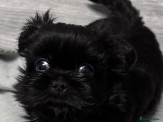 Shih Tzu dogs Standard Shih Tzu puppies - Advert 3