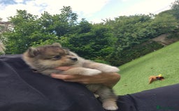 Siberian Husky dogs for sale: Genuine toy pomsky female  - Image 2