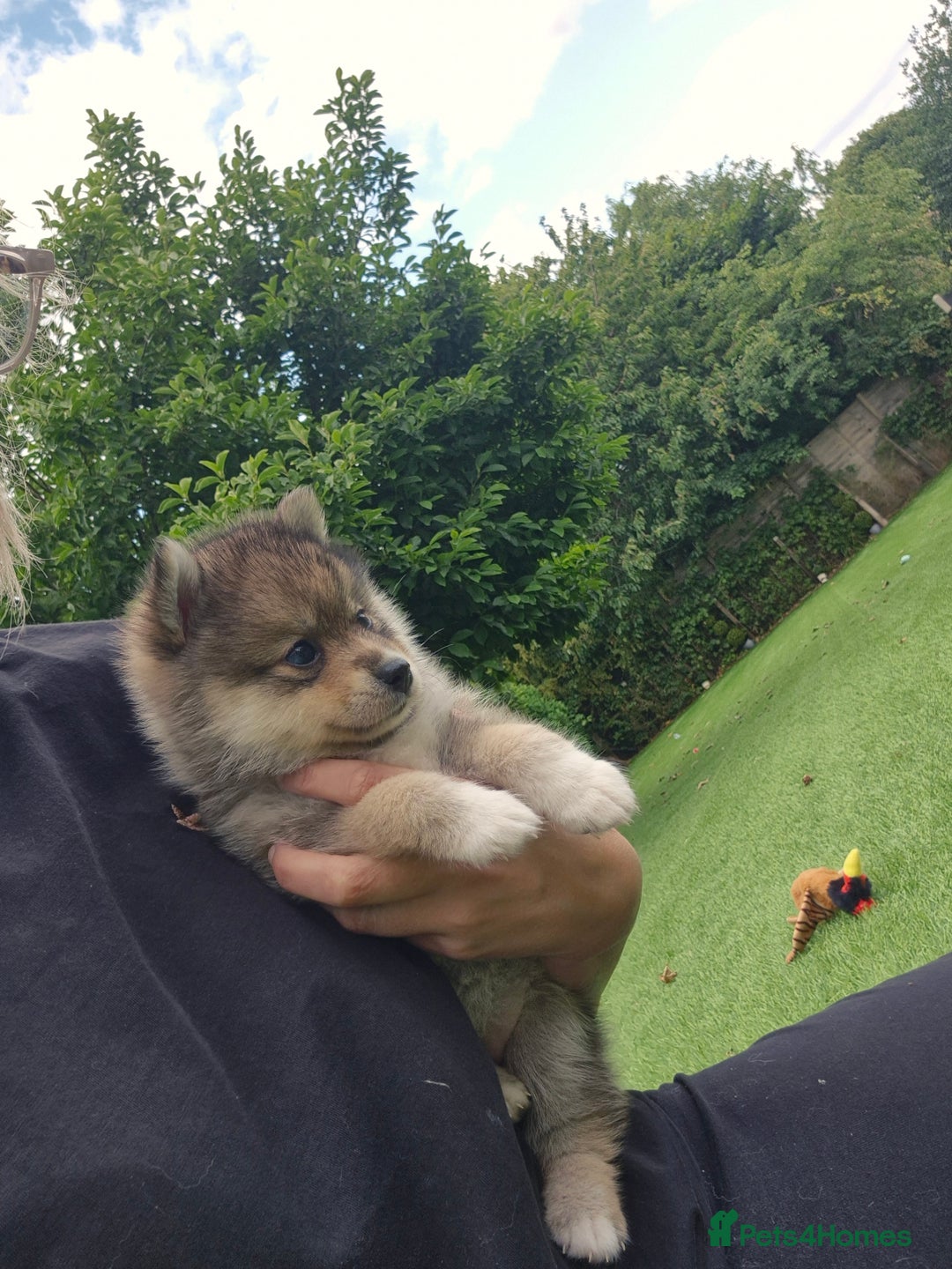 Siberian Husky dogs for sale: Genuine toy pomsky female  - Image 2