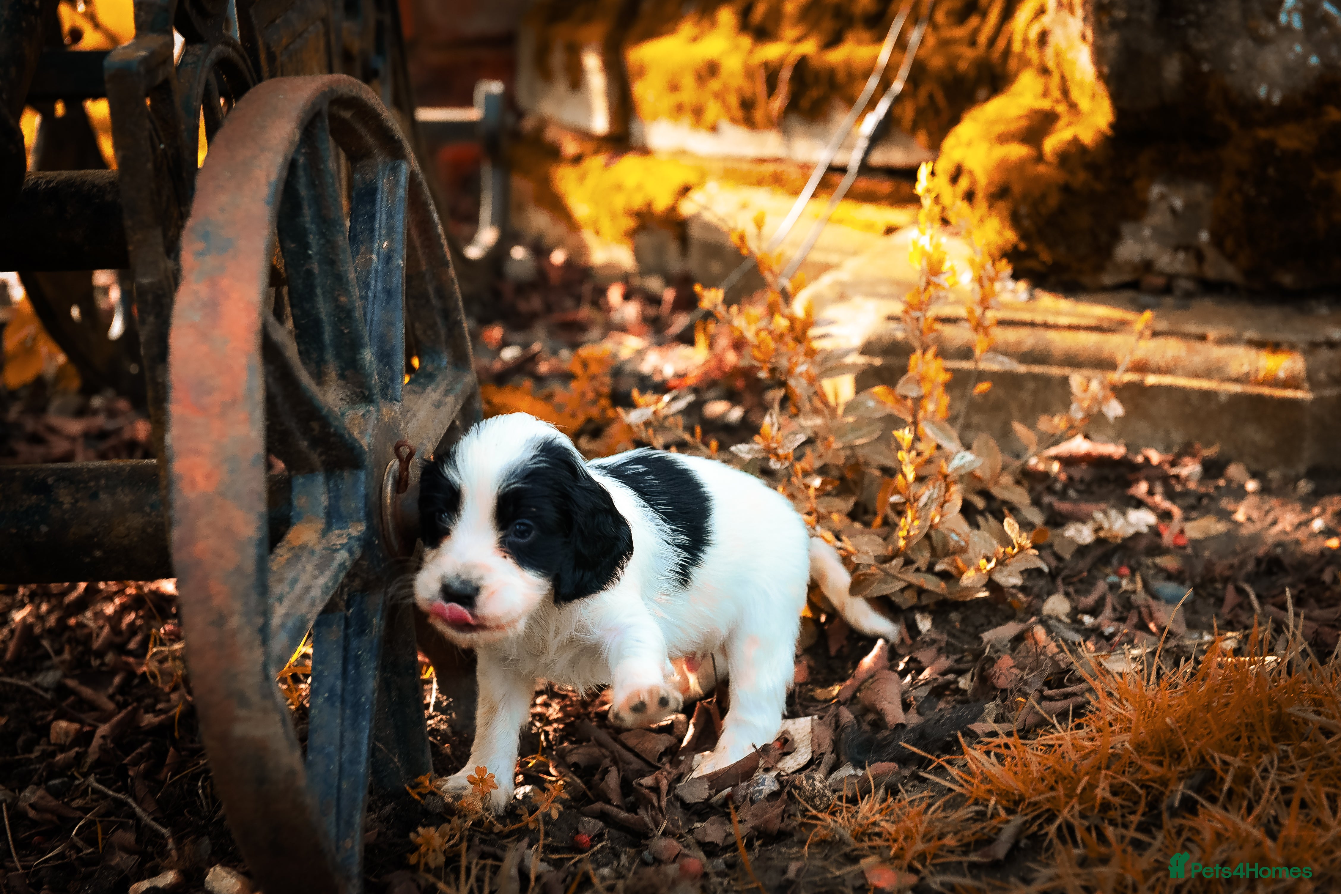 Cocker Spaniel dogs Beautiful Soft Natured Cocker Spaniels KC Reg - Advert 17