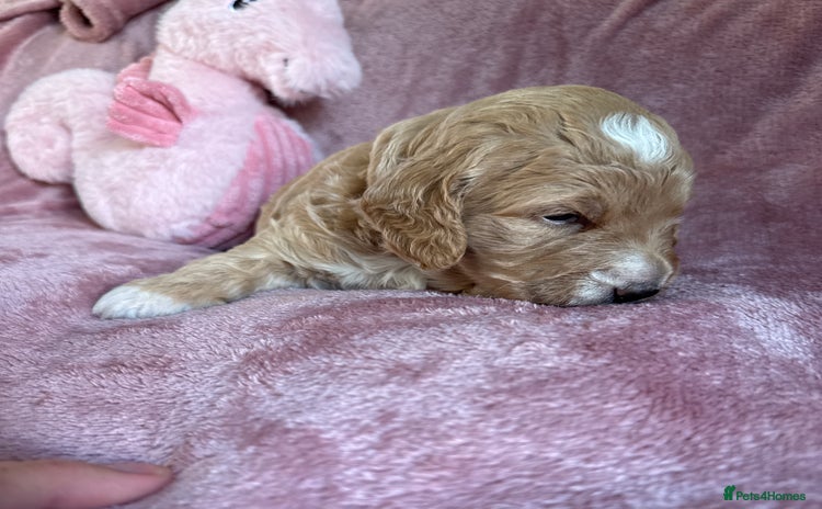Mini Goldendoodle dogs - Advert 11