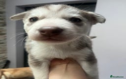 Siberian Husky dogs for sale: Siberian Husky puppies  - Advert 11