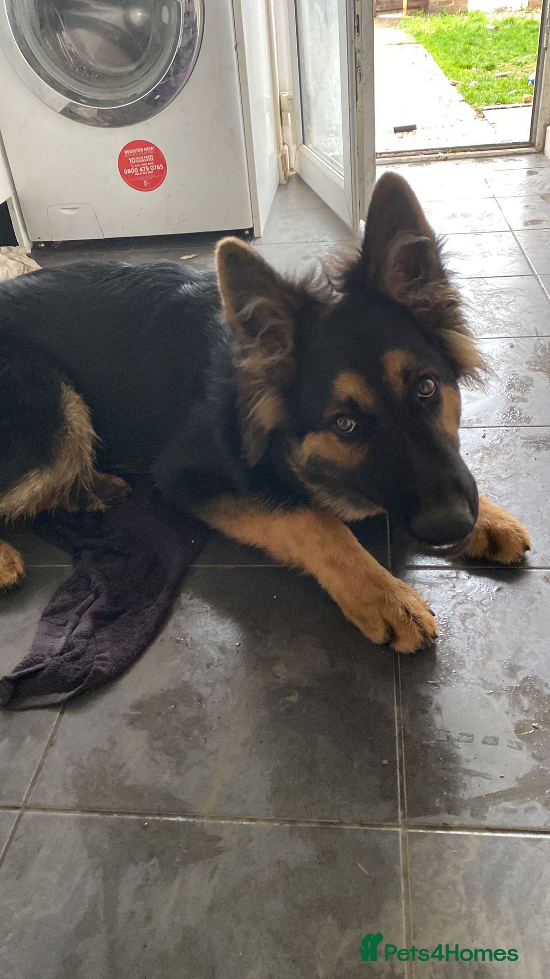 German Shepherd dogs for sale: 8 month old German shepherd for rehoming  - Advert 1
