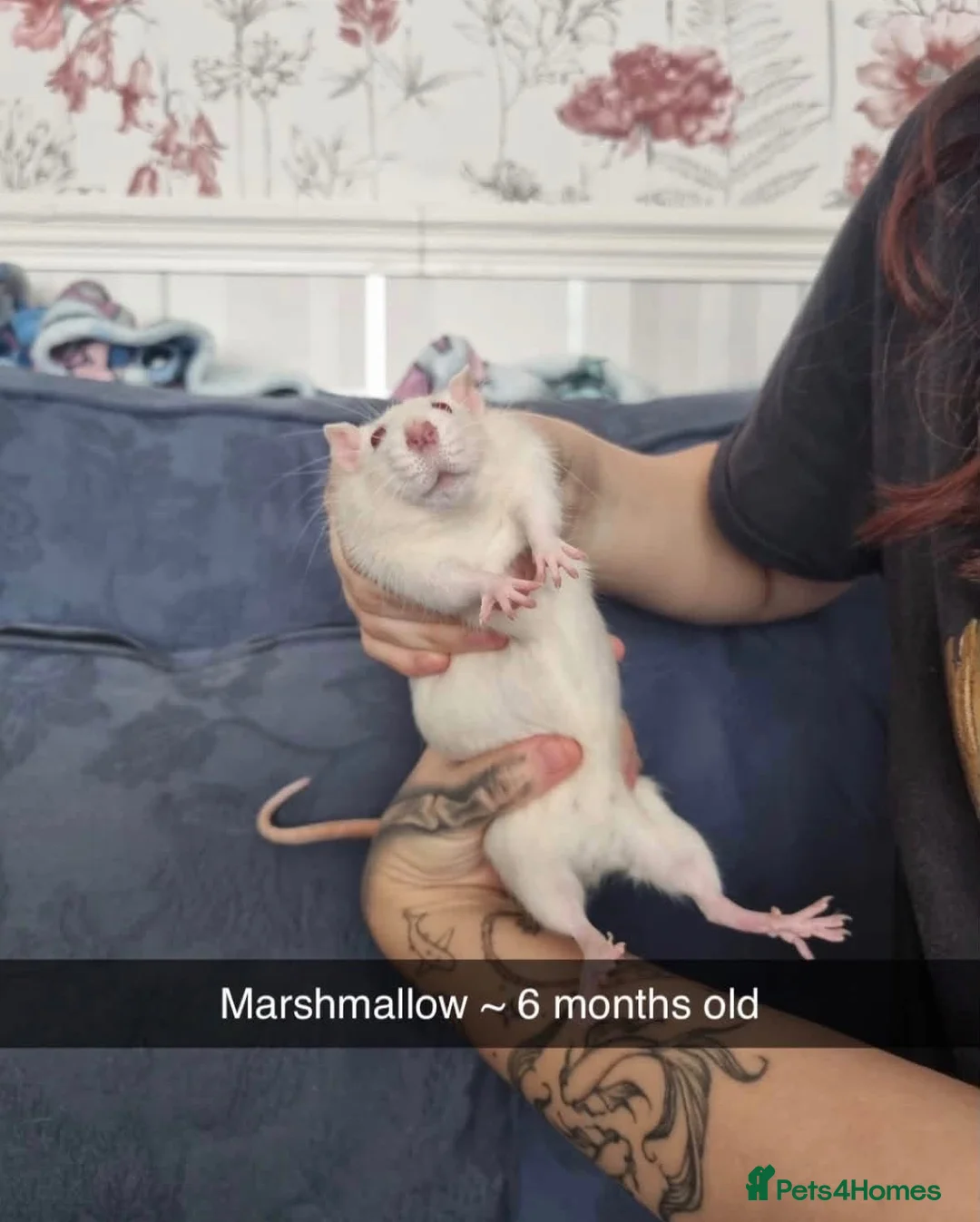 Rat rodents for sale: 5 female rats  - Advert 5