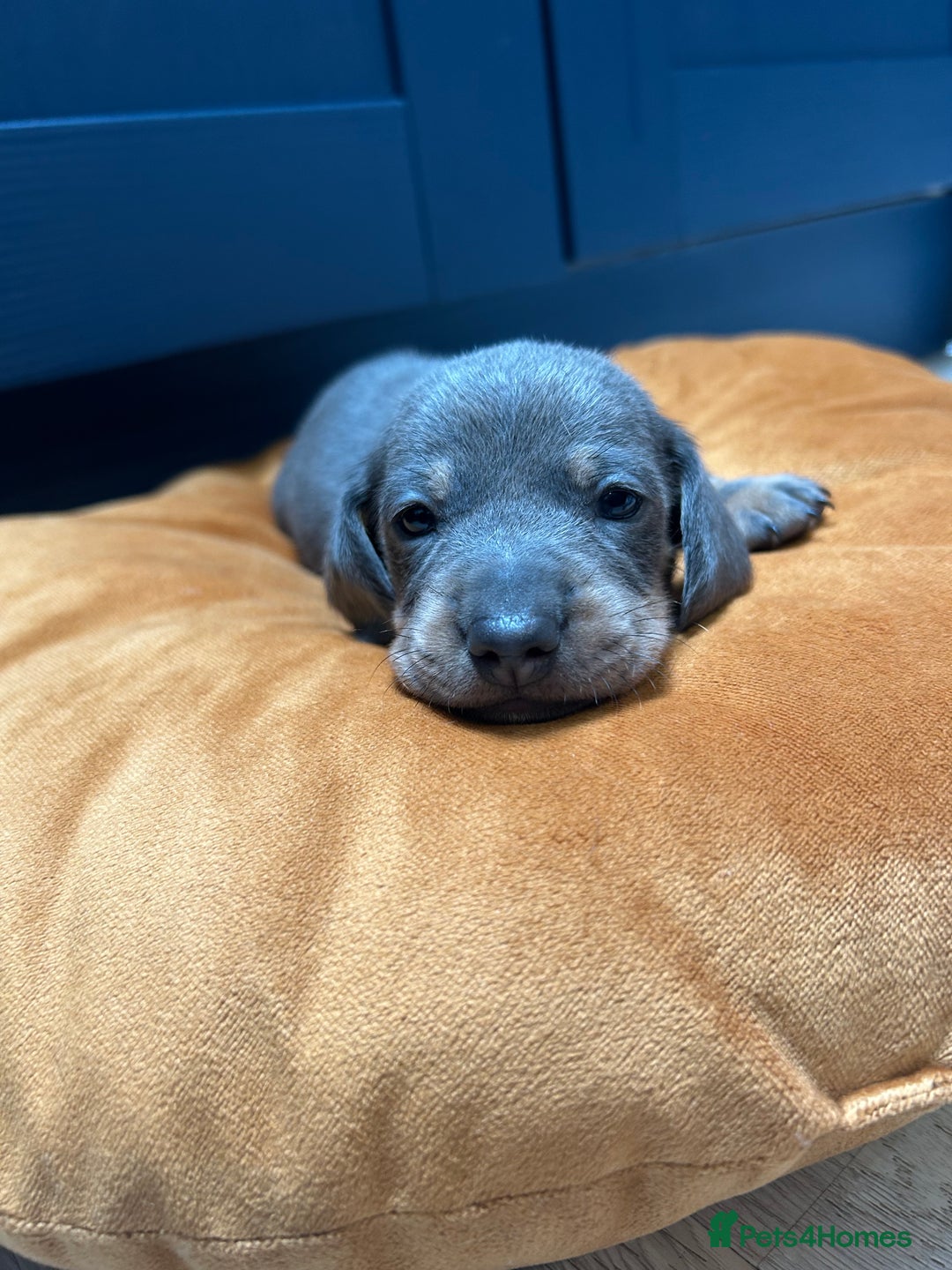 Dachshund dogs for sale: 5 stunning Dachshund puppies - Image 39