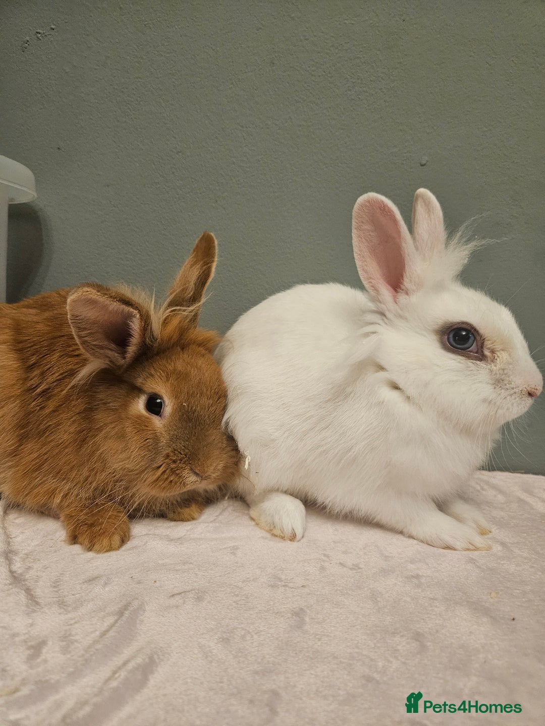 Lionhead rabbits for sale: Lion head x **2 left ready now - Advert 8