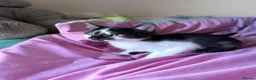 Mixed Breed cats for sale: Mixed kitten  in Rossendale - Advert 1
