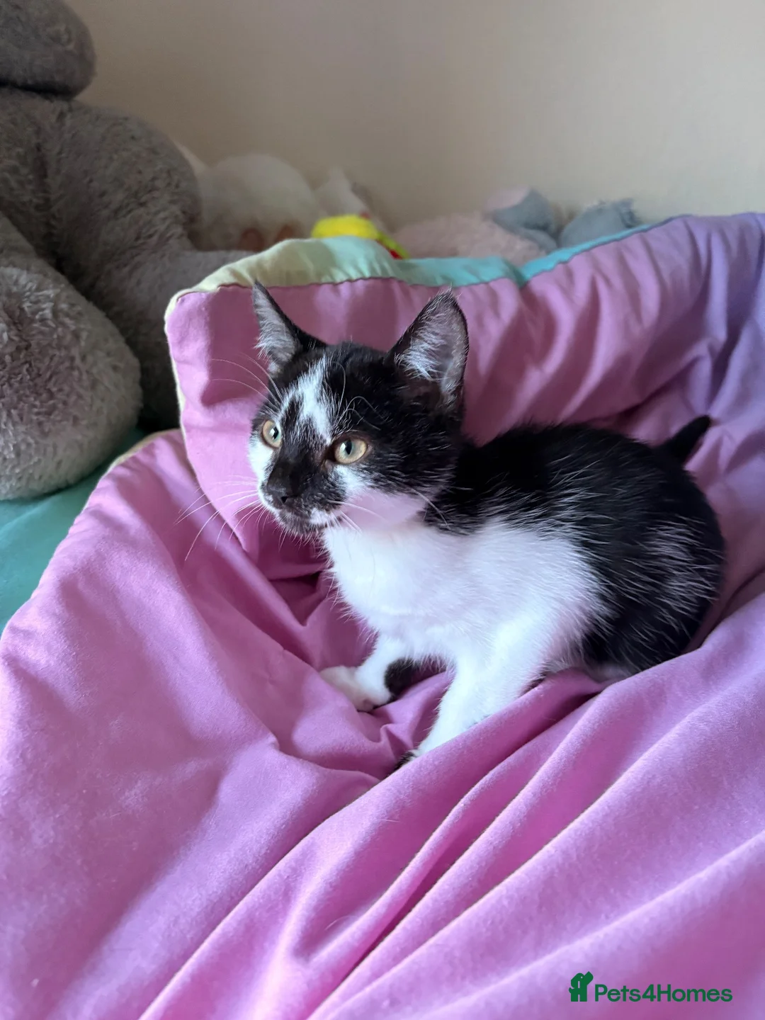 Mixed Breed cats for sale: Mixed kitten  in Rossendale - Advert 1