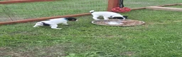 Jack Russell dogs for sale: Tess & jacks puppies - Advert 13