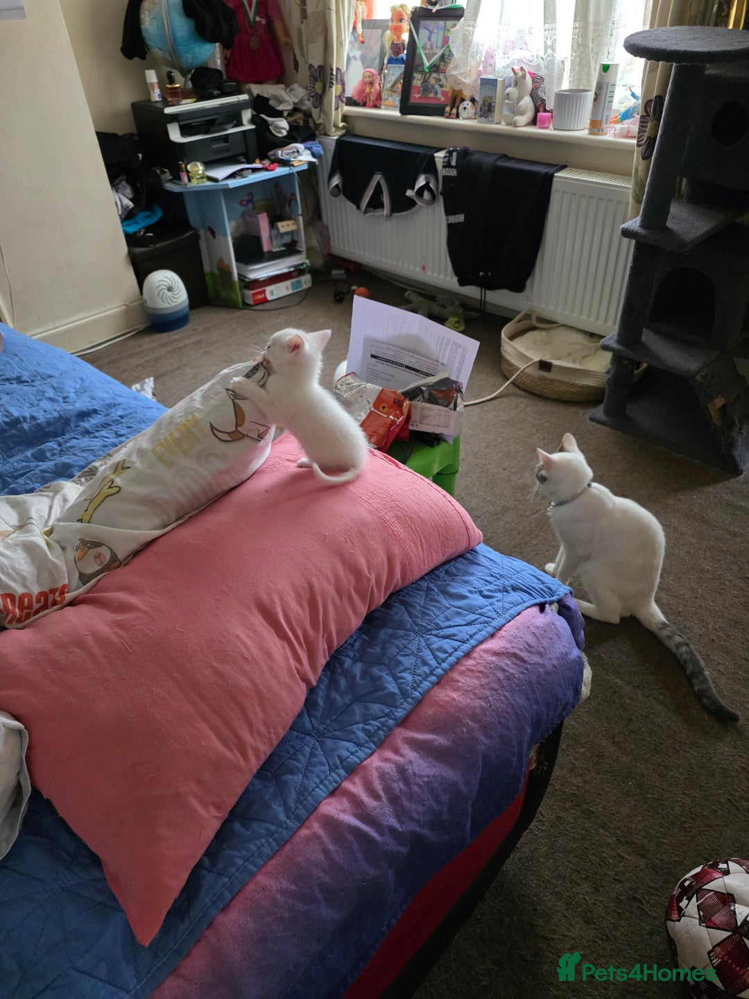 Turkish Angora cats for sale: White Turkish Angora kittens 😸 😍 ♥️  - Advert 7