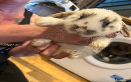 French Lop rabbits for sale: 3 gorgeous male bunnies  - Image 3