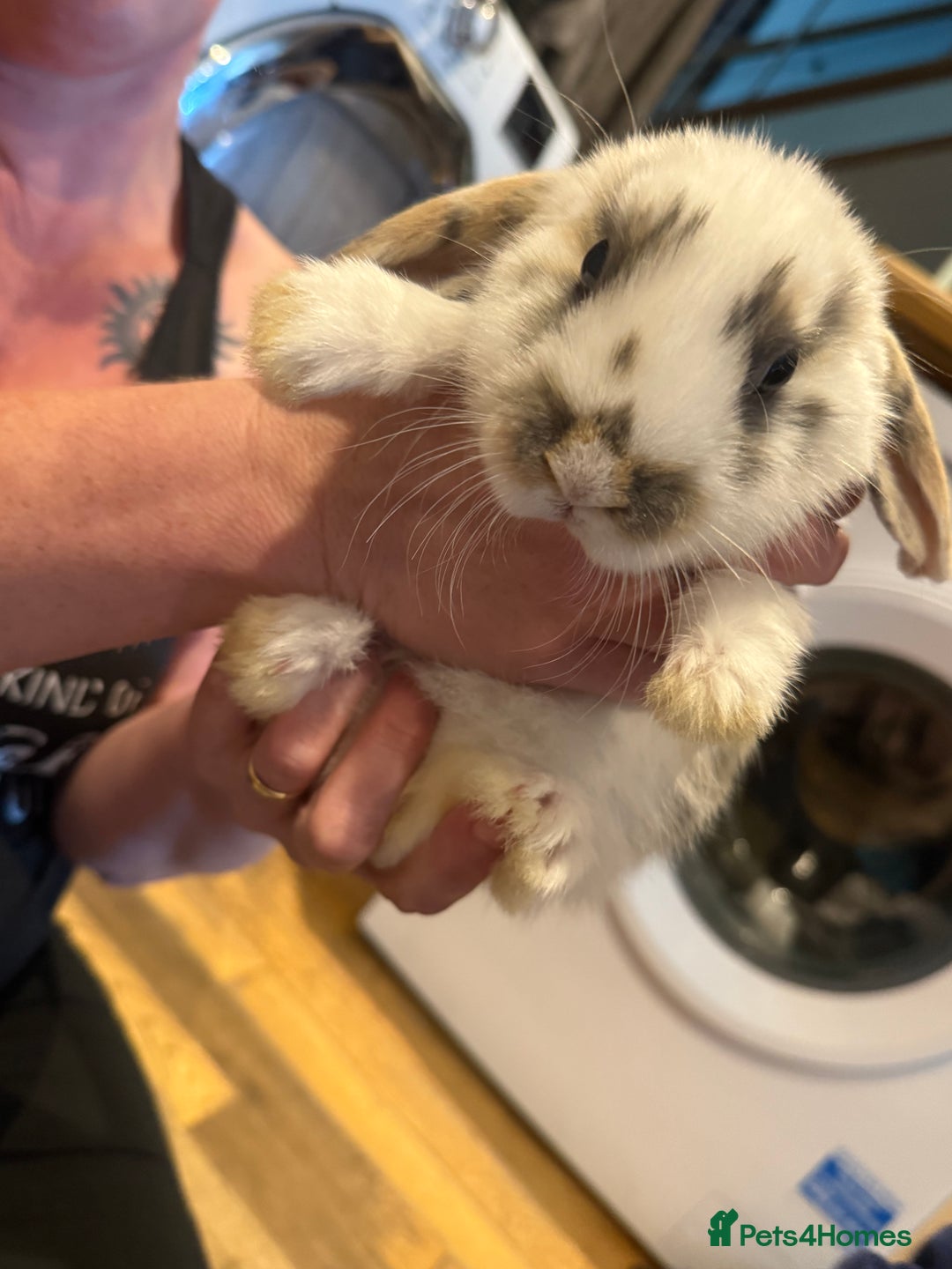 French Lop rabbits for sale: 3 gorgeous male bunnies  - Image 3