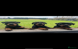 Rottweiler dogs for sale: Beautiful Rottweiler Female - Image 7