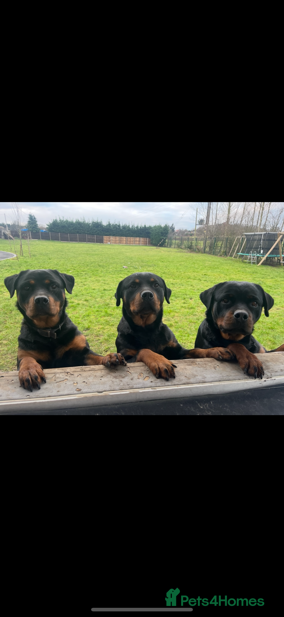 Rottweiler dogs for sale: Beautiful Rottweiler Female - Image 7
