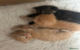 British Shorthair cats for sale: British Shorthair X kittens - Image 9