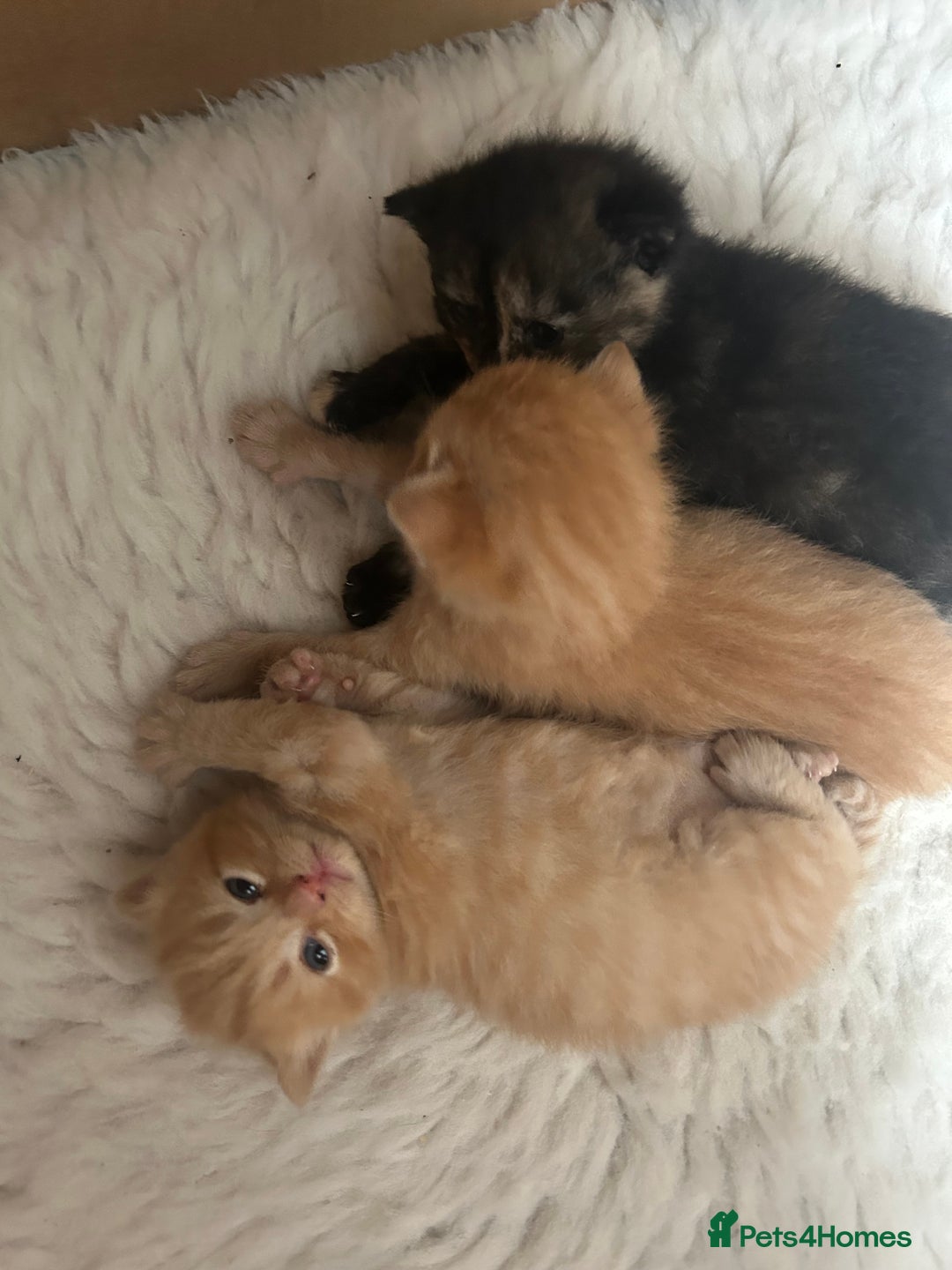 British Shorthair cats for sale: British Shorthair X kittens - Image 9