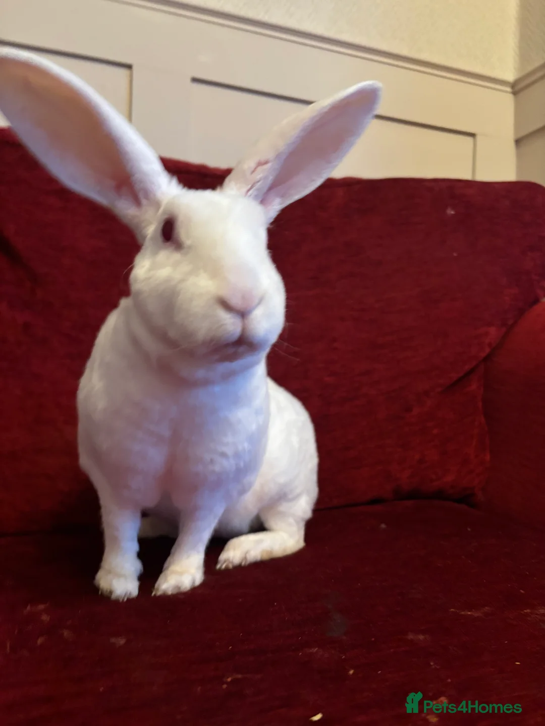 Mixed Breed rabbits for sale: Free rabbit - Advert 1