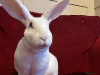 Mixed Breed rabbits Free rabbit - Advert 18