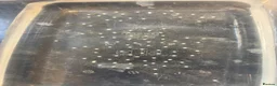 Axolotl reptiles for sale: Axolotl Eggs - Advert 5
