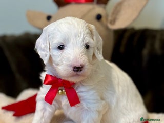 Australian Labradoodle dogs Exceptionally bred for Health! Temperament! Looks! - Advert 2