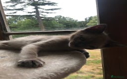 Tonkinese cats for sale: Superb Tonkdoll Kittens - Image 22